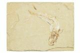 Cretaceous Fossil Fish - Lebanon #258857-1